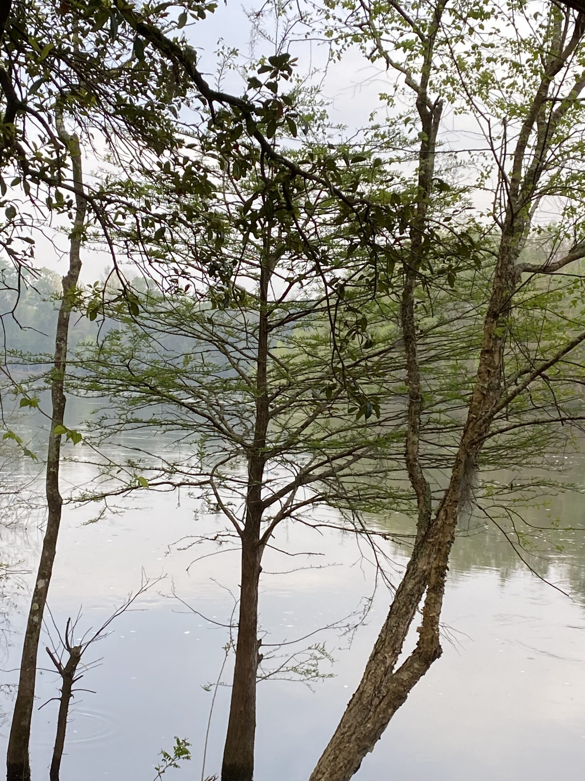 Meyer Lake Tract, Hardeeville, SC 29927